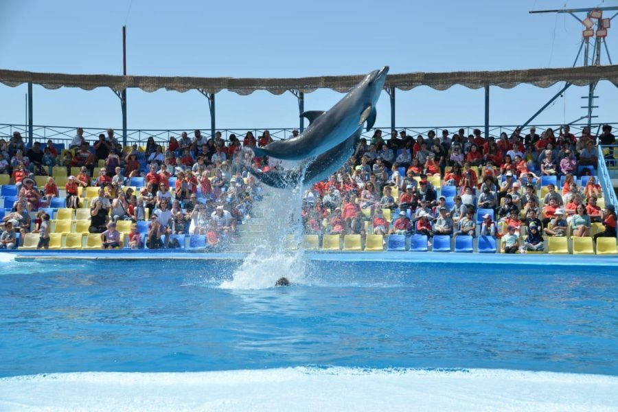 Dolphin show with swimming